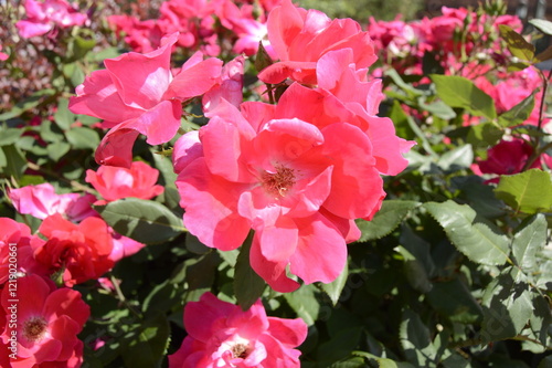 pink rose bush