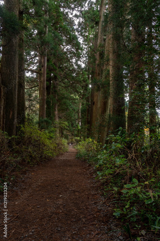 Fototapeta premium 旧東海道 箱根宿の杉並木