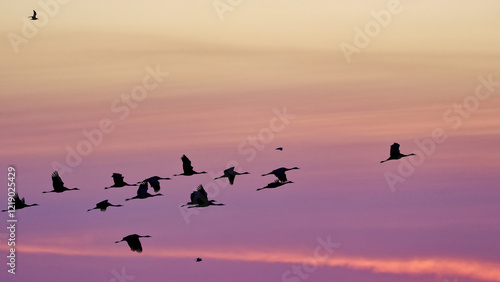 birds in the sky