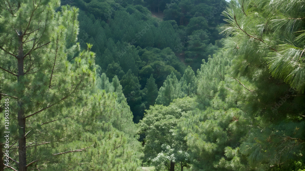 A dense forest, seen from above. Tall pine trees stand amidst a sea of lush, verdant colors A dense forest, seen from above. Tall pine trees stand amidst a sea of lush, verdant colors