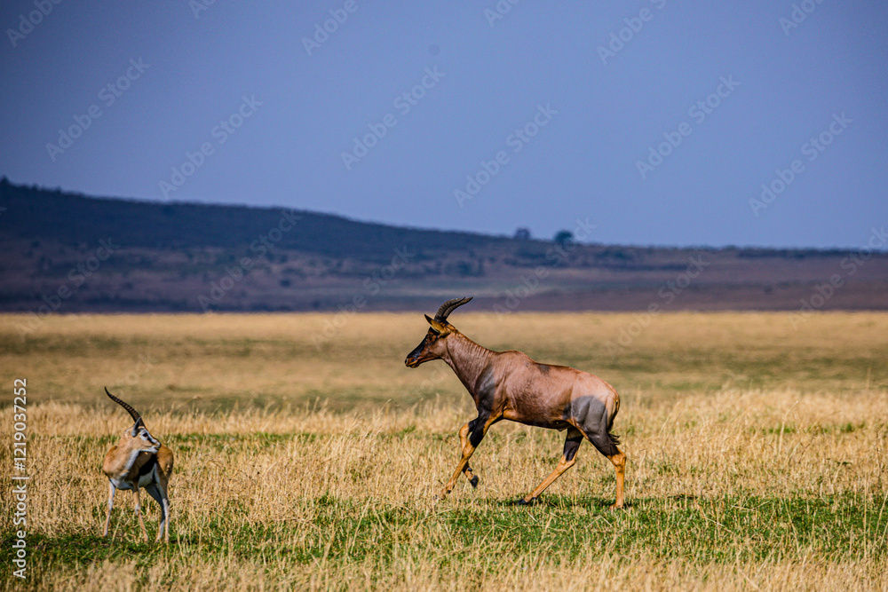 Naklejka premium Topi Antelope