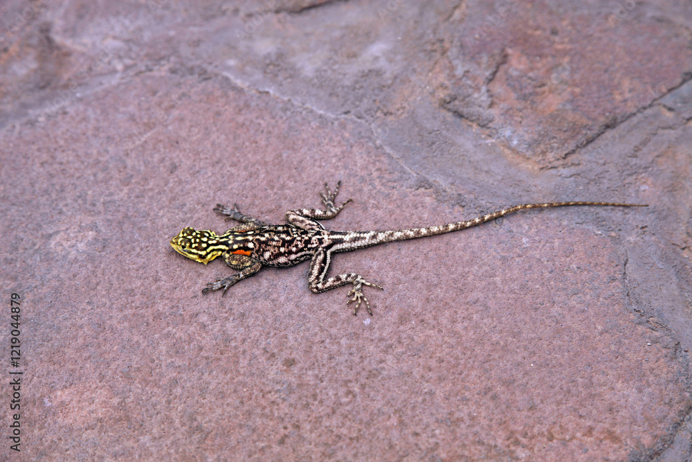Closeup of a Namib Rock Agama, Damaraland Namibia
Closeup of a Namib Rock Agama, Damaraland Namibia