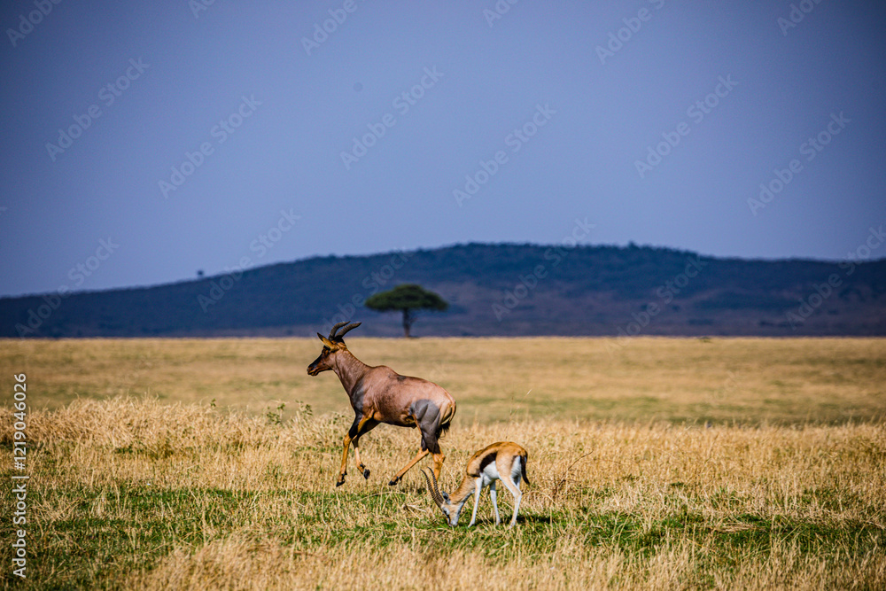 Naklejka premium antelope in the field