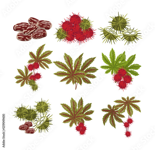 Set of ricinus castor or castor oil plant collection kit with castor beans, leaves and flower, Green Palmate Leaves and Red Fruit, Ricinus communis, isolated on white background, vector illustration.