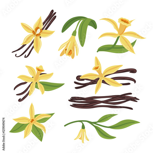 Set of vanilla collection kit with vanilla pod, flowers and leaves, Sweet scented Vanilla flower bloom and spice, Orchid vanilla flower and dried, isolated on white background, vector illustration.