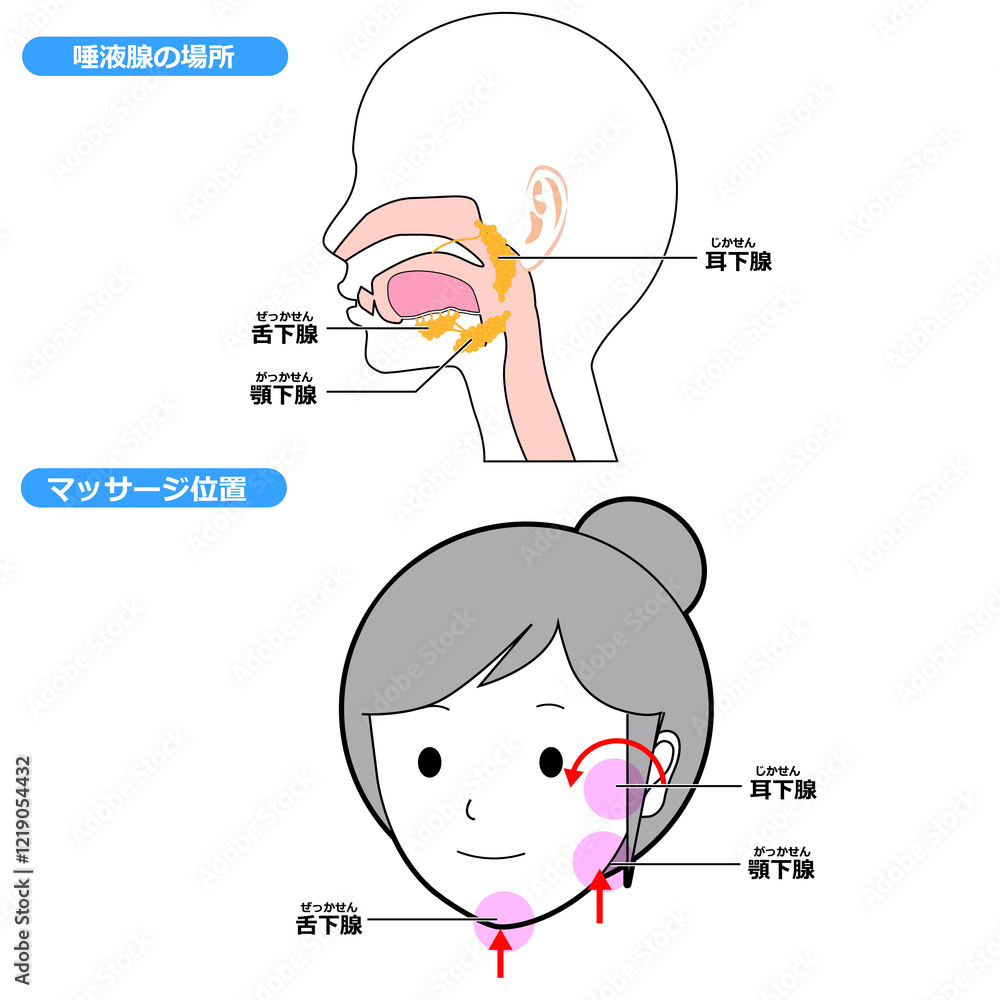 Obraz premium 唾液腺の位置とマッサージ