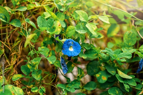 Clitoria ternatea, commonly known as "butterfly pea" flower.