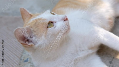 Close up of Thai Orange and White Cat Kitty