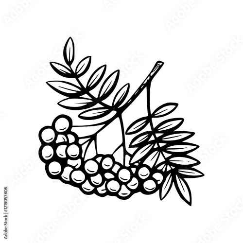 botanical rowan berries vector 