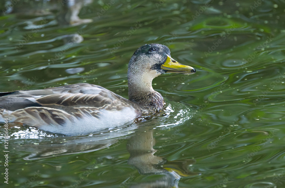 Fototapeta premium close up beautiful male duck, mallard looks up, turquoise plumage of a waterfowl, yellow beak, drops dripping from the head, water droplets on the feathers