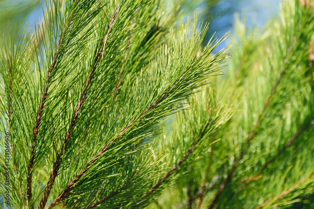 Close-Up of Pine Needles in Spring Close-Up of Pine Needles in Spring