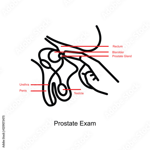 Prostate exam. Digital rectal examination. Prostate cancer diagnosis and tests. Isolated vector illustration