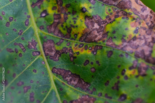Diseased leaf with brown, yellow, and green spots. Diseased leaf with multiple colored spots. Close up, macro, discoloration, sick, significant damage, infection, bacterial scorch, blurred background