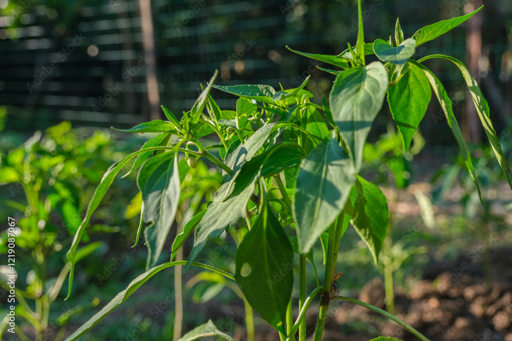 Green shishito pepper plant with leaves growing in a garden on sunny day. Detailed view of small pepper seedlings in vegetable garden. Lush greenery in a rural vegetable organic farm. Close up Green shishito pepper plant with leaves growing in a garden on sunny day. Detailed view of small pepper seedlings in vegetable garden. Lush greenery in a rural vegetable organic farm. Close up