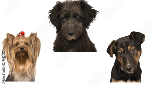 portrait of dogs on a white background