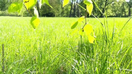 Green leaves on wind with green sunny grass on green field. 4K video clip