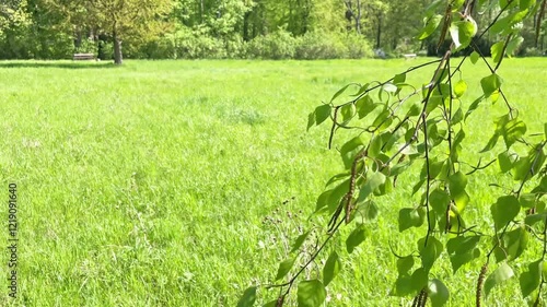 Green park with green tree leaves on green grass. 4K video clip