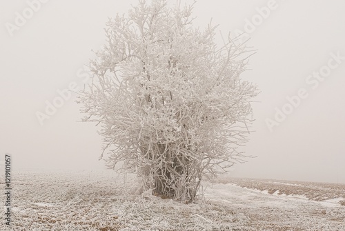 Frozen tree in fog-