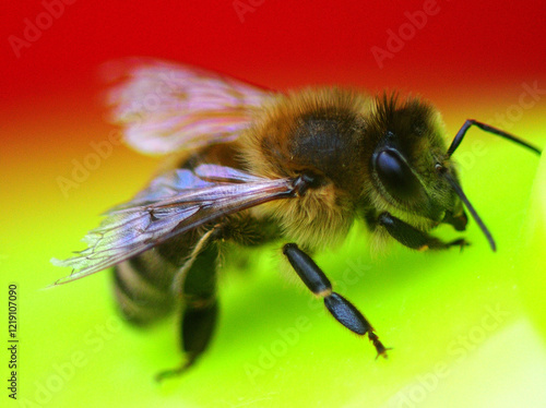 bee on a flower