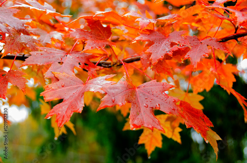 Autumn Colors. Maple Leaves in Fall Colors. Red Maple Leaves. Rain Drops on Red Maple Leaves.
