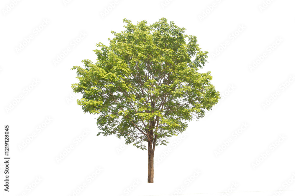 Green tree isolated on transparent background with clipping path, single tree with clipping path and alpha channel. are Forest and foliage in summer for both printing and web pages. Green tree isolated on transparent background with clipping path, single tree with clipping path and alpha channel. are Forest and foliage in summer for both printing and web pages.