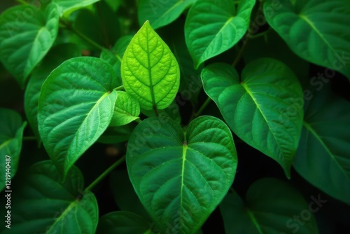 Dense, overlapping emerald green leaves, deep shadows , element, lush