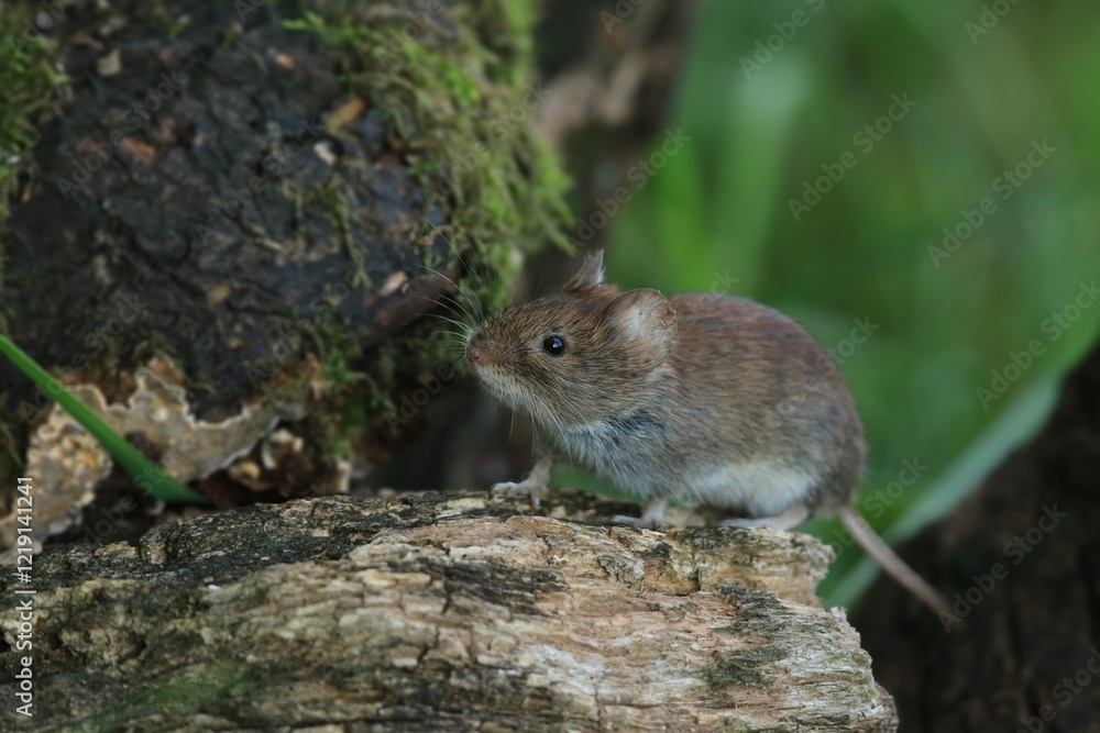 Portrait of a cvute bank vole. A forest mouse in its nature habitat. Myodes glareolus
Portrait of a cvute bank vole. A forest mouse in its nature habitat. Myodes glareolus