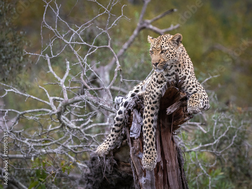 Leopard (Panthera pardus) relaxing on dead tree stump in Sabi Sands Game Reserve, South Africa.