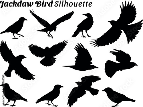 Jackdaw Bird silhouette vector illustration set