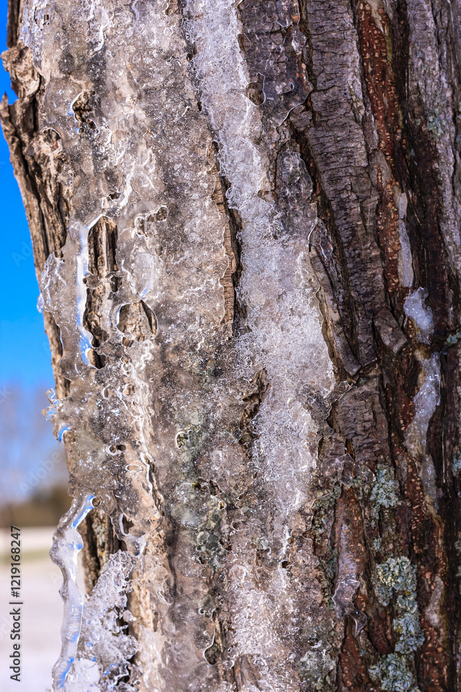 Fototapeta premium A tree trunk covered in ice and snow