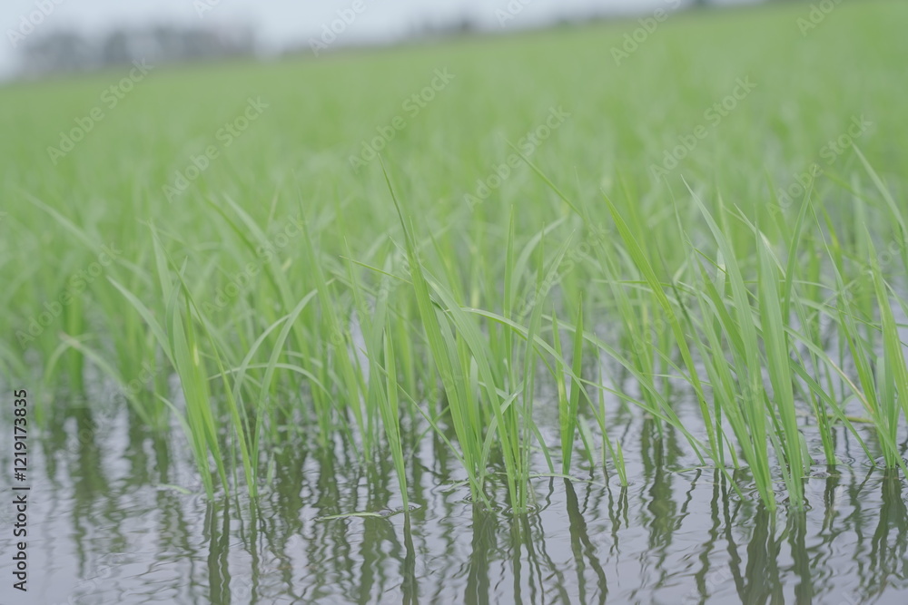 Obraz premium green rice, field 