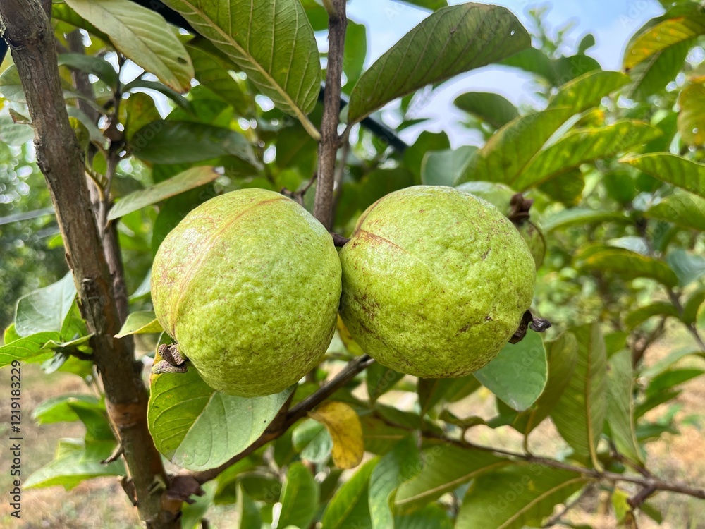 Guava fruit hanging on a guava tree. Guava fruit hanging on a guava tree.