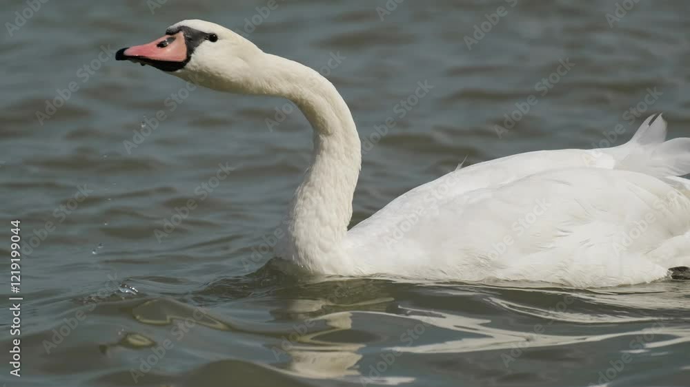 Beautiful white swans swim in the Danube River on a sunny, warm summer day. Serbia Belgrade, Zemun district. Graceful wild birds in their natural habitat Beautiful white swans swim in the Danube River on a sunny, warm summer day. Serbia Belgrade, Zemun district. Graceful wild birds in their natural habitat