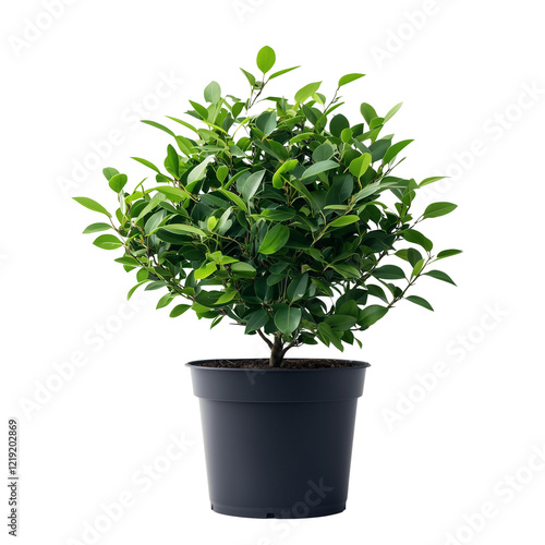 Wallpaper Mural Lush green potted plant , showcasing vibrant foliage and a rounded shape. isolated on white background and transparent background. Torontodigital.ca