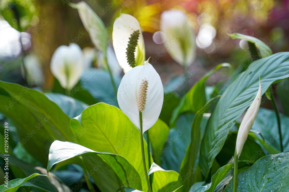 Peace Lily has white bracts. It resembles a heart shape wrapped in a tubular inflorescence with light yellow florets surrounding it. It is a tree that can purify the air very well. Peace Lily has white bracts. It resembles a heart shape wrapped in a tubular inflorescence with light yellow florets surrounding it. It is a tree that can purify the air very well.