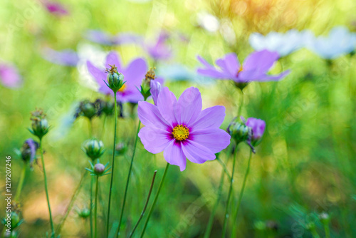 Field of colorful cosmos flowers. The inflorescences sway, swaying in the wind, looking beautiful.