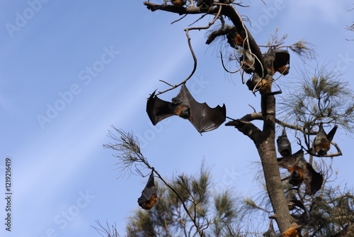 Obraz na płótnie bat on tree