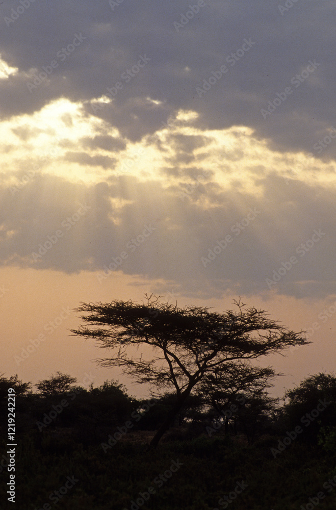 Naklejka premium Coucher de soleil, orage sur la savane, Kenya