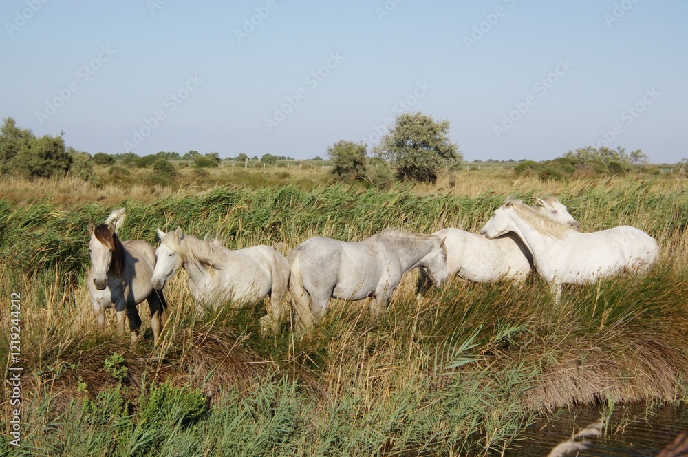 bushes with wild white horses, Camargue, France bushes with wild white horses, Camargue, France