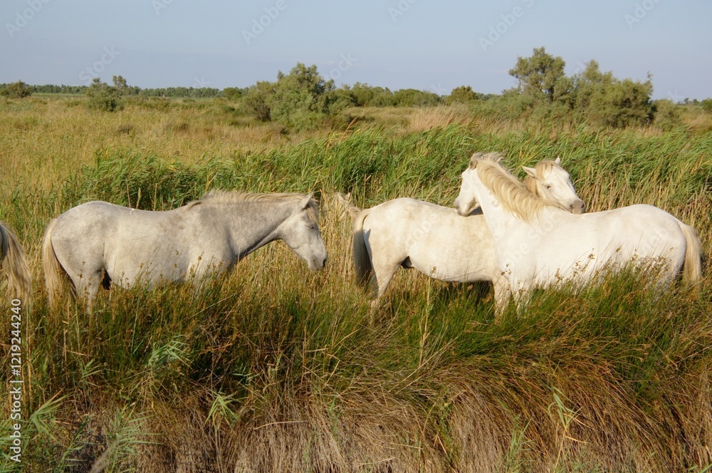 Fototapeta premium bushes with wild white horses, Camargue, France