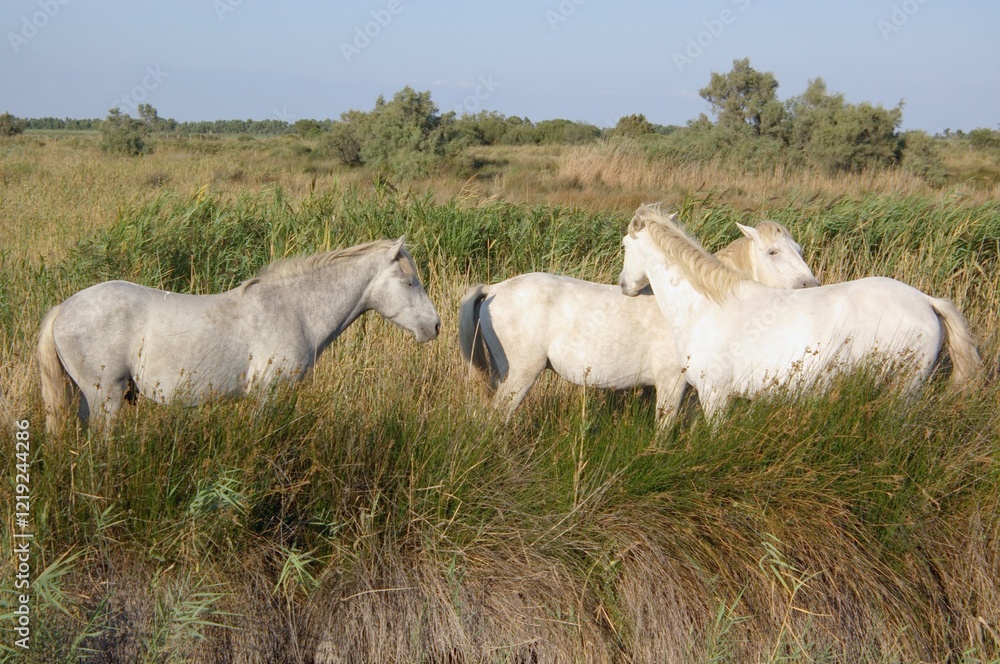 bushes with wild white horses, Camargue, France bushes with wild white horses, Camargue, France