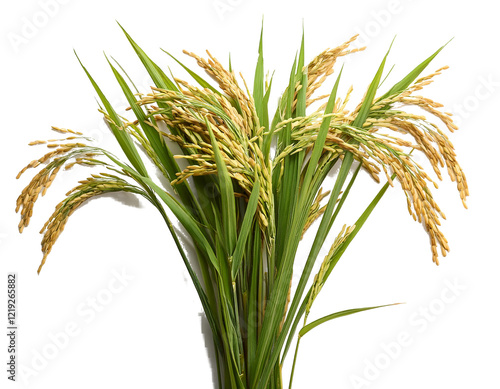  Rice plant
