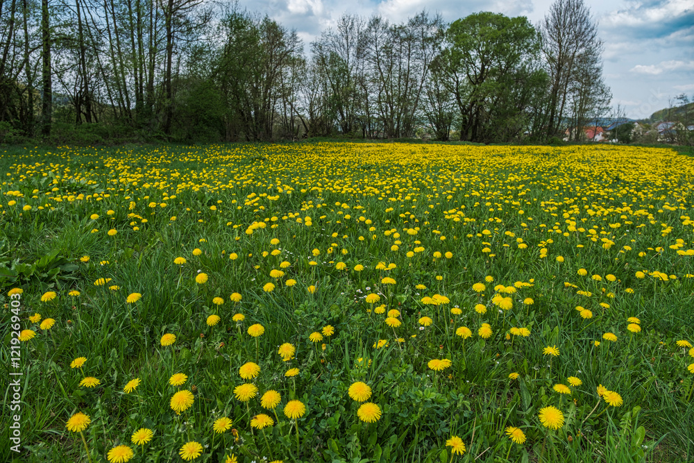 Obraz premium A meadow full of blooming dandelions in Franconian Switzerland