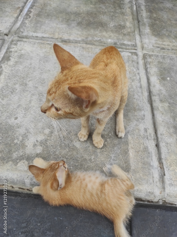 orange cat playing with her kitten orange cat playing with her kitten