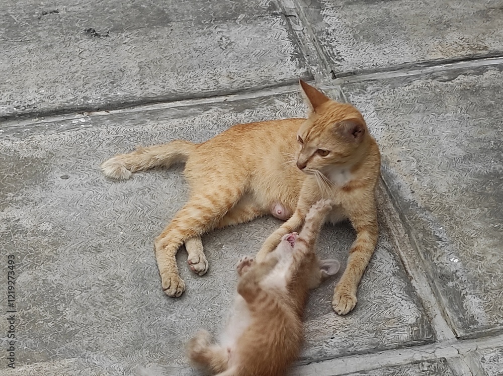 Fototapeta premium orange cat playing with her kitten
