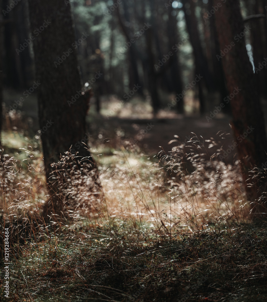 Obraz premium Trees in the forest