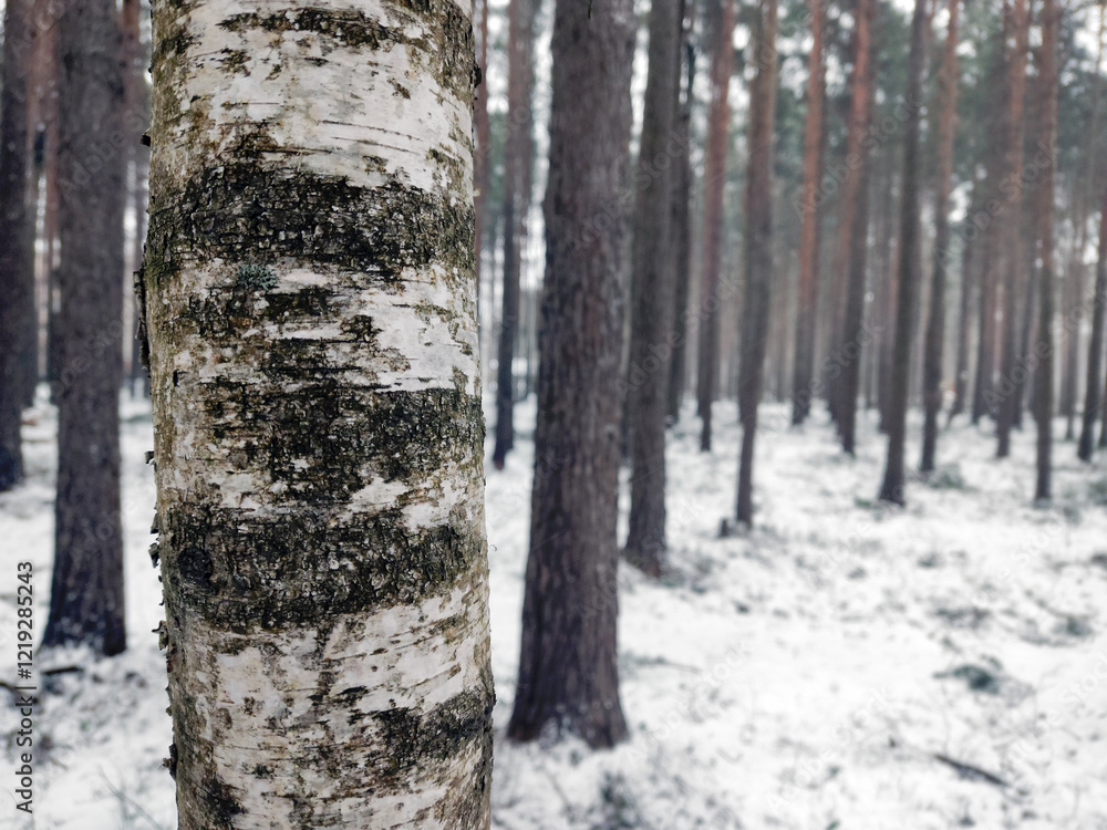 Obraz premium Unique Birch in Conifer Forest