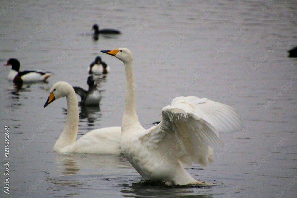 Obraz premium A close up of a Whooper Swan at Martin Mere Nature Reserve