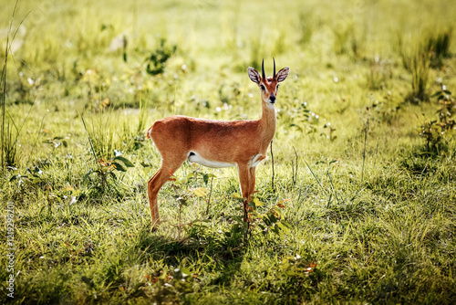 Oribi antelope in african savannah