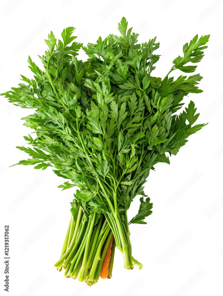 Isolated Fresh Carrot Tops Bunch Isolated Fresh Carrot Tops Bunch